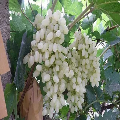 白罗莎葡萄 