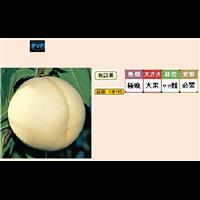 甘甘燦燦 ＡＭＡＡＭＡＳＡＮＳＡＮ 