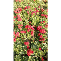 红地被菊——_宿根花卉_ 耐寒宿根花卉