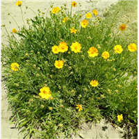 金鸡菊