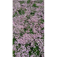 鞍山荷兰菊