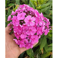 |——辽宁耐寒宿根花卉|——辽宁耐寒宿根花卉 