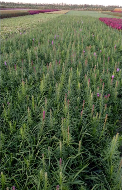 蛇鞭菊