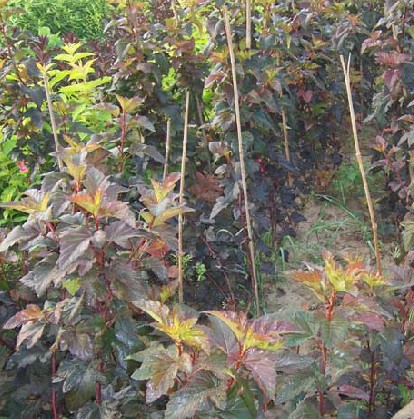 金娃娃萱草供应-紫叶风箱果 