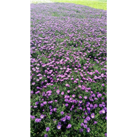 鞍山荷兰菊