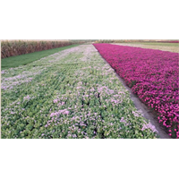 宿根花卉基地