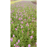 蛇鞭菊