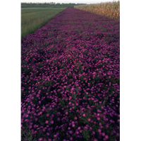 荷兰菊