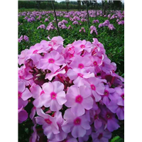 粉红心福禄考——_宿根花卉_ 耐寒宿根花卉