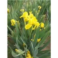 黄娃娃鸢尾