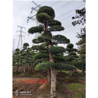 江西造型小叶女贞
