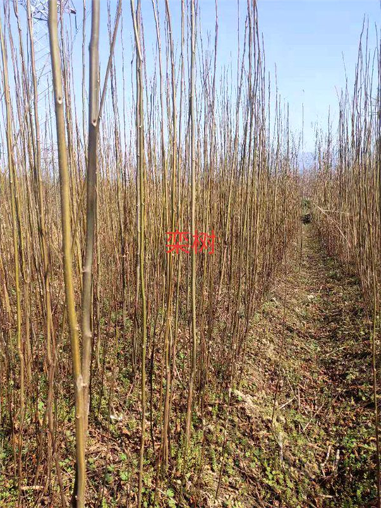 江西栾树1江西九江栾树