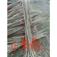 小紫薇“江西小紫薇”九江紫薇树 