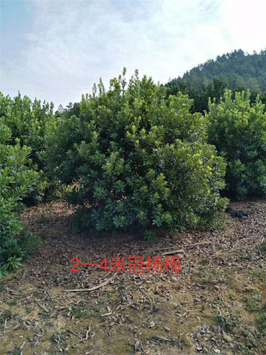 九江杨梅基地1江西杨梅 