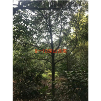 8-10公分深山含笑：江西深山含笑