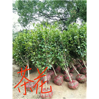 茶花树：九江茶花树：江西茶花树 
