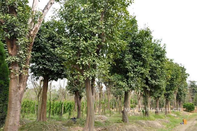 香泡供应商、江西香泡｜供应江西香泡 