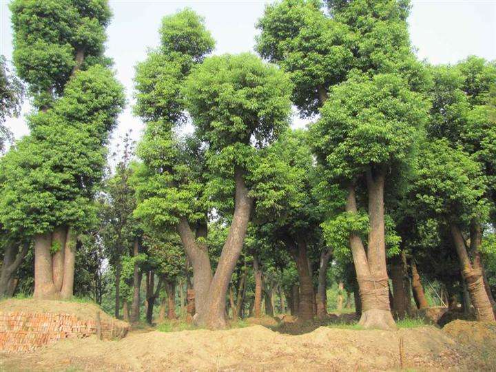 江西香樟种植基地/江西香樟｜九江香樟 