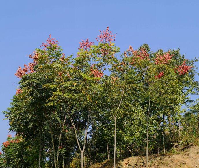 江西栾树’江西栾树种植/九江栾树 
