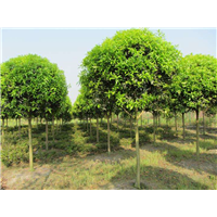 江西桂花、九江桂花树、桂花种植基地 