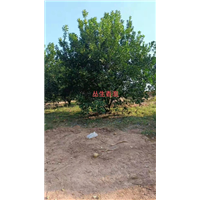 江西丛生香泡