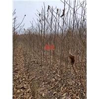 江西喜树1江西哪里有喜树