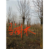 马褂木供应商：江西马褂木/九江马褂木 