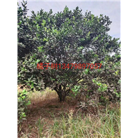 江西橘子树1九江橘子树 