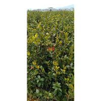 江西油茶1江西油茶种植基地