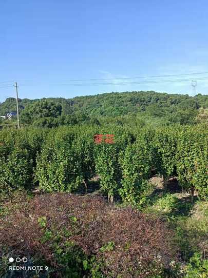 江西茶花