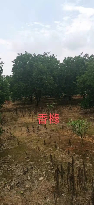 江西香橼