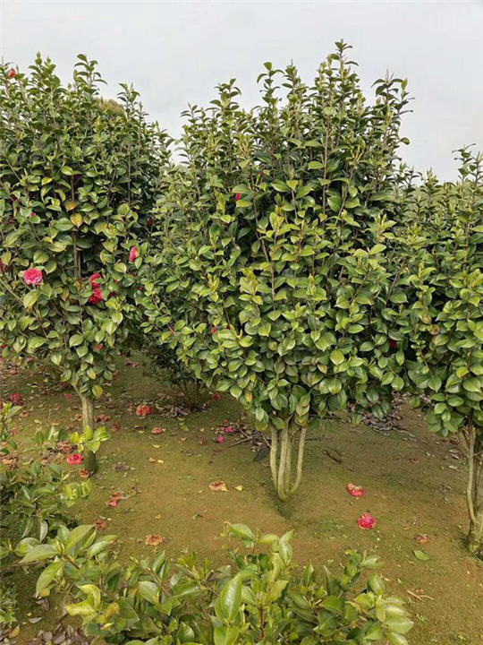 江西九江茶花：九江茶花树：江西茶花