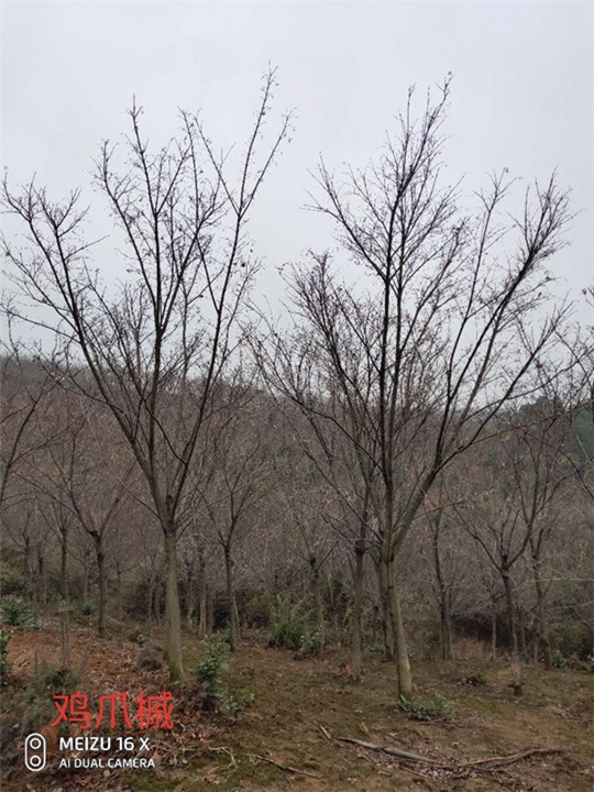 江西鸡爪槭