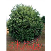 3米杨梅：九江杨梅树：江西杨梅树 