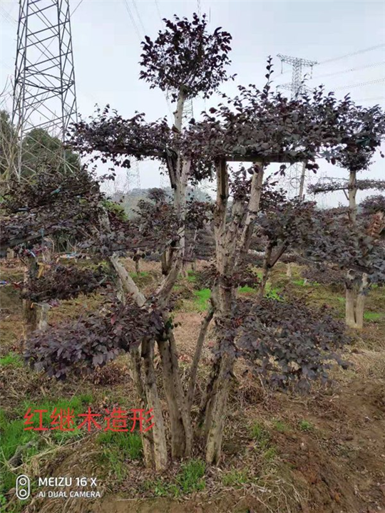 江西造型红檵木