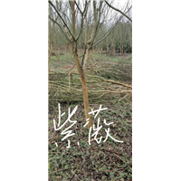 紫薇树：江西紫薇/九江紫薇 