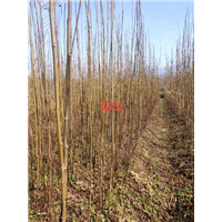 江西栾树1江西九江栾树