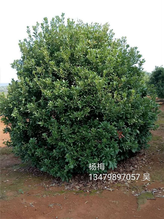 杨梅种植：江西杨梅树/九江杨梅树 