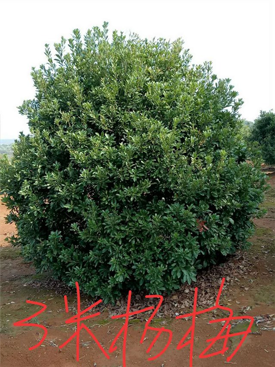 3米杨梅：九江杨梅树：江西杨梅树 
