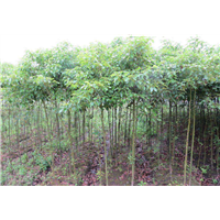 九江香樟‘江西香樟树苗/江西香樟 