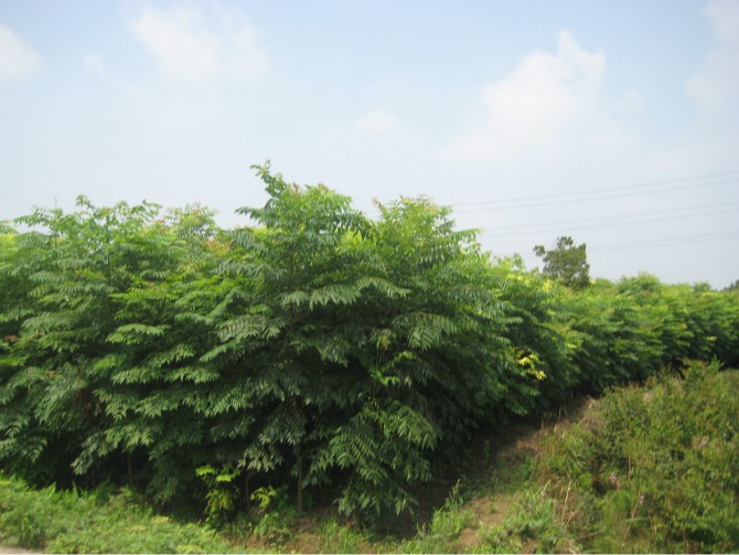 江西栾树江西栾树|江西栾树|九江栾树 