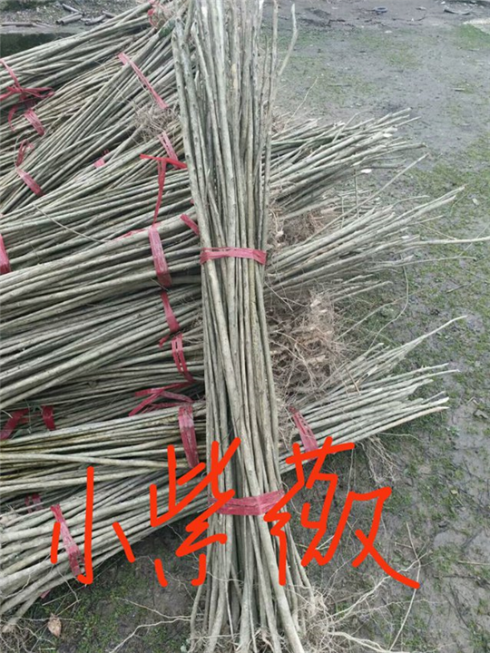 小紫薇“江西小紫薇”九江紫薇树 
