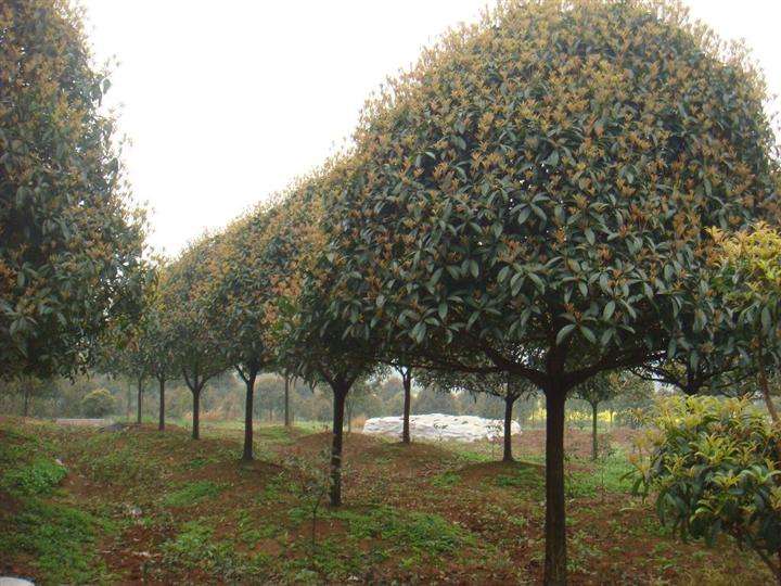 九江桂花·江西桂花树、江西九江桂花树 