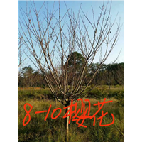 8-10公分樱花：江西樱花树 