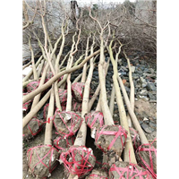 九江乌桕“江西乌桕”江西九江乌桕 