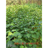 九江乌桕小苗-乌桕小苗基地