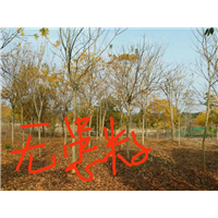 无患子小苗【江西无患子】九江无患子 