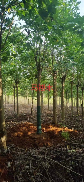 江西马褂木1江西马褂木基地