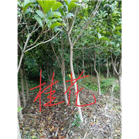 桂花：江西桂花树：九江桂花树 