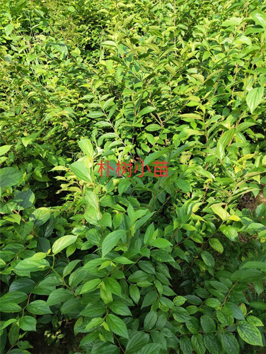 江西朴树小苗1江西朴树苗基地 